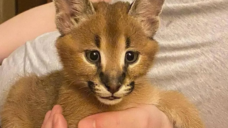 African Caracals Kitten for Sale