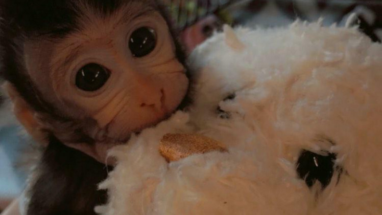 Java Macaque Monkeys for Sale