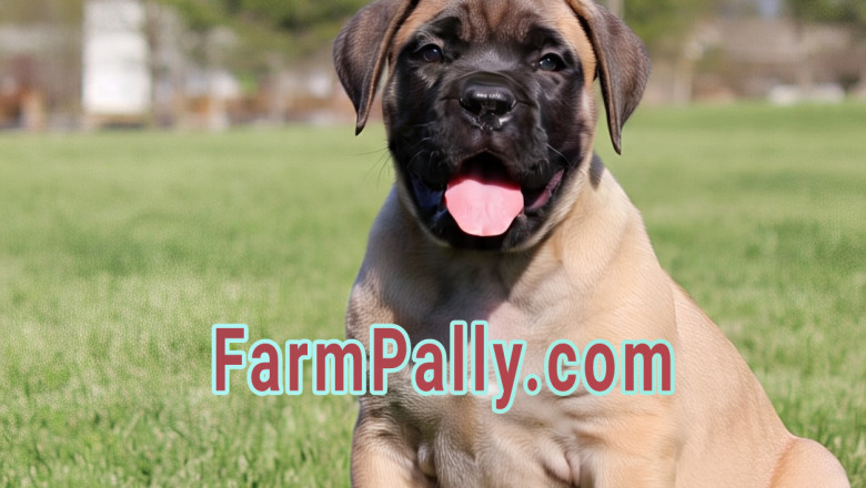 Bullmastiff pup for $500, Farmpally on the lookout