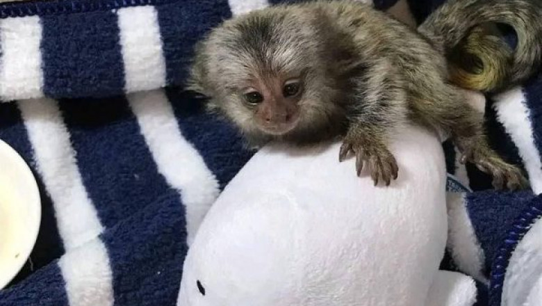 Everything You Should Know About Marmoset Monkeys Before Bringing One Home
