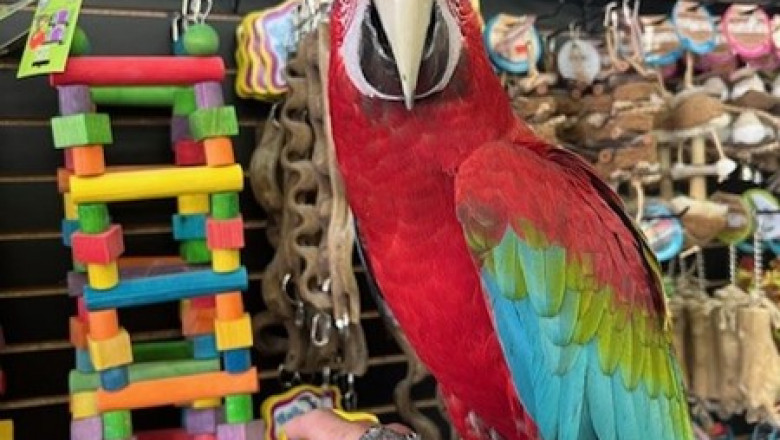 African Grey Parrots – The Intelligent Feathered Companion