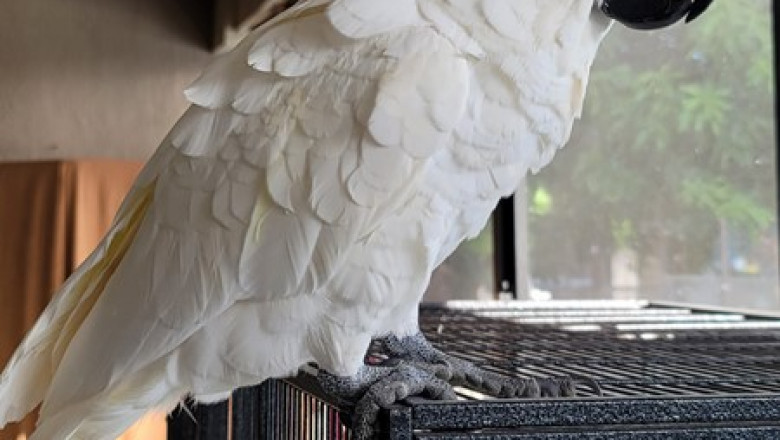 Bringing Home a Cockatoo: Bright Feathers, Big Personalities, Endless Joy