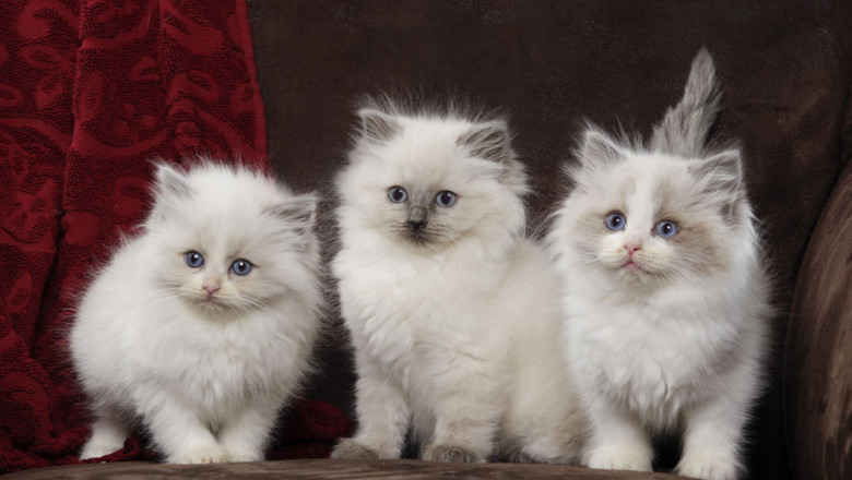 Discover Ragdoll and Siberian Kittens – Friendly, Fluffy, and Full of Love