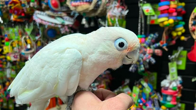 Discover the Charm of the Blue and Gold Macaw – Vibrant, Smart, and Social