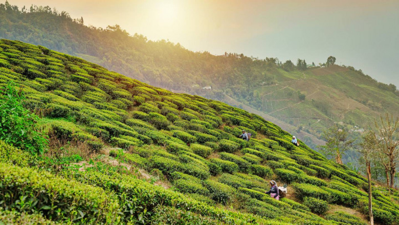 Discover Colonial Darjeeling: Book Your Darjeeling Tour Package from Delhi Today