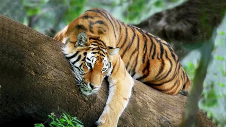 45 Tiger Quotes, Sayings, and Proverbs