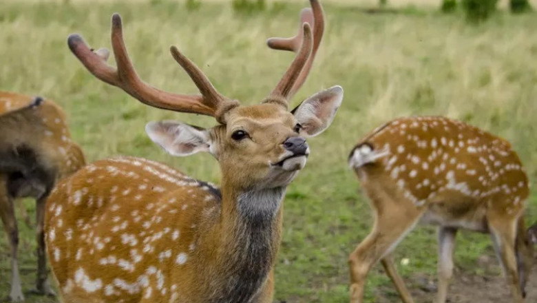 All about Sika Deer Meaning and Symbolism