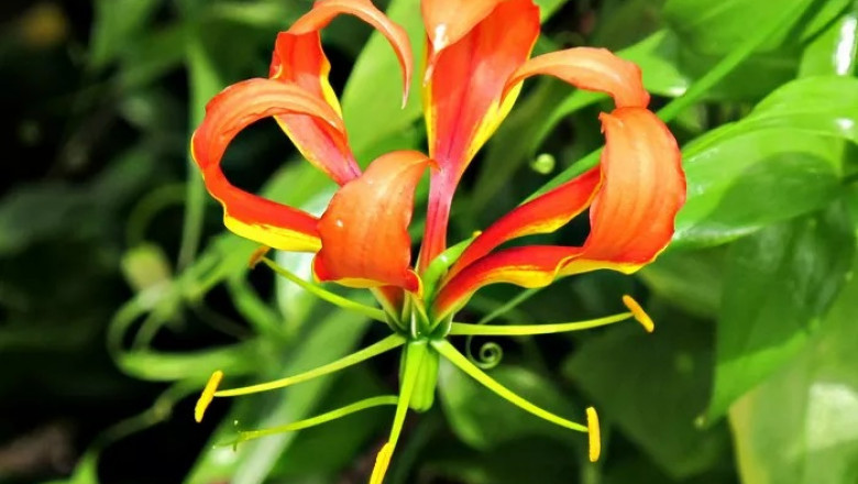 Flame Lily Symbolism and Meaning in Love, Death &amp; Bible