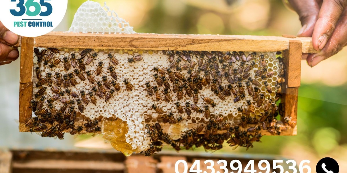 Bees Control in Melbourne: Ensuring Safety and Educating Homeowners