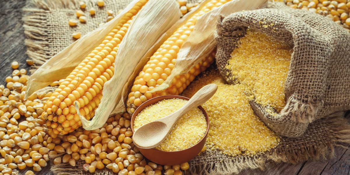 Maize Processing Plant Project Report 2024: Comprehensive Business Plan and Machinery Requirements