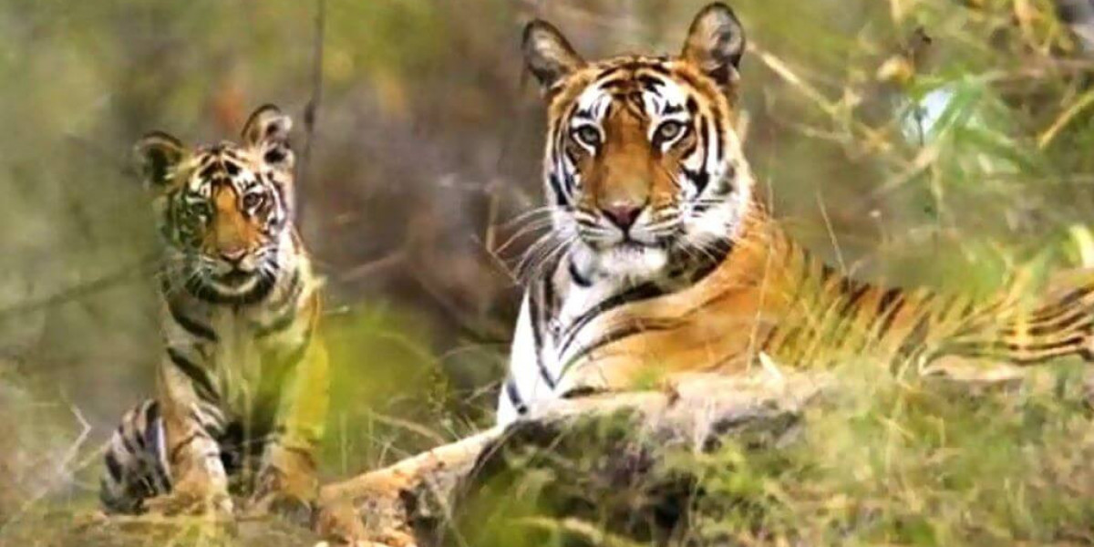 Explore the Best of North India’s Wildlife with Tiger Safaris