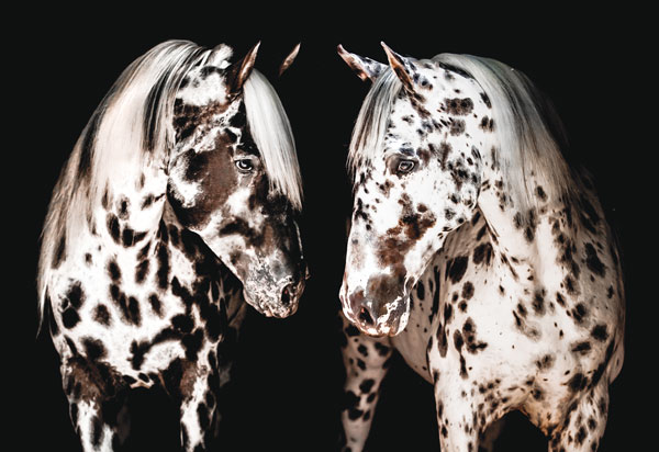 Spotted Horse Breeds - Horse Illustrated