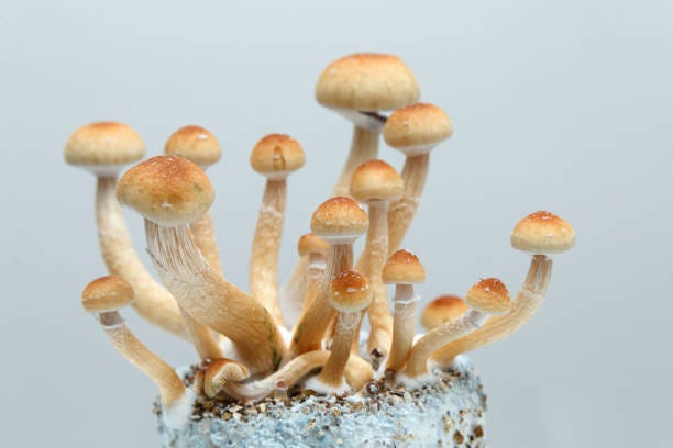 Fresh Mushroom Cultures for Sale — Cultivate Success with Lady Hyphae! | by Ladyhyphae | Dec, 2024 | Medium