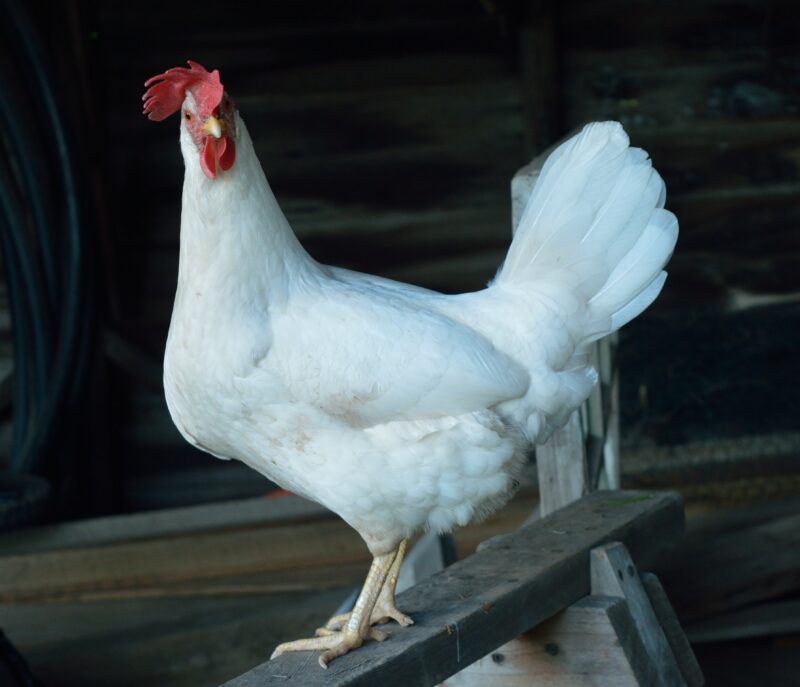 Heat Tolerant Chickens: 8 Breeds for a Backyard Flock - Hobby Farms