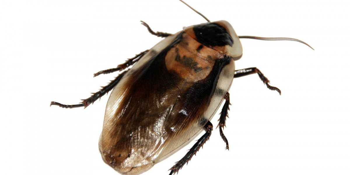 Five Signs You Have a Cockroach Infestation