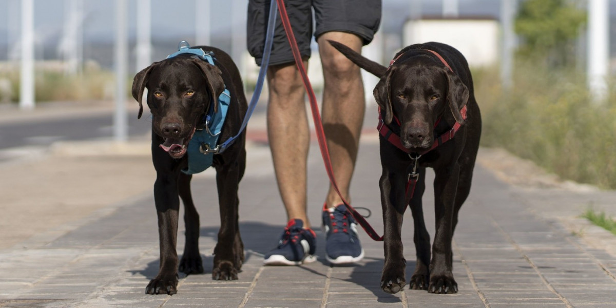 Group Dog Walks vs. Solo Walks: Which is Better for Your Dog?