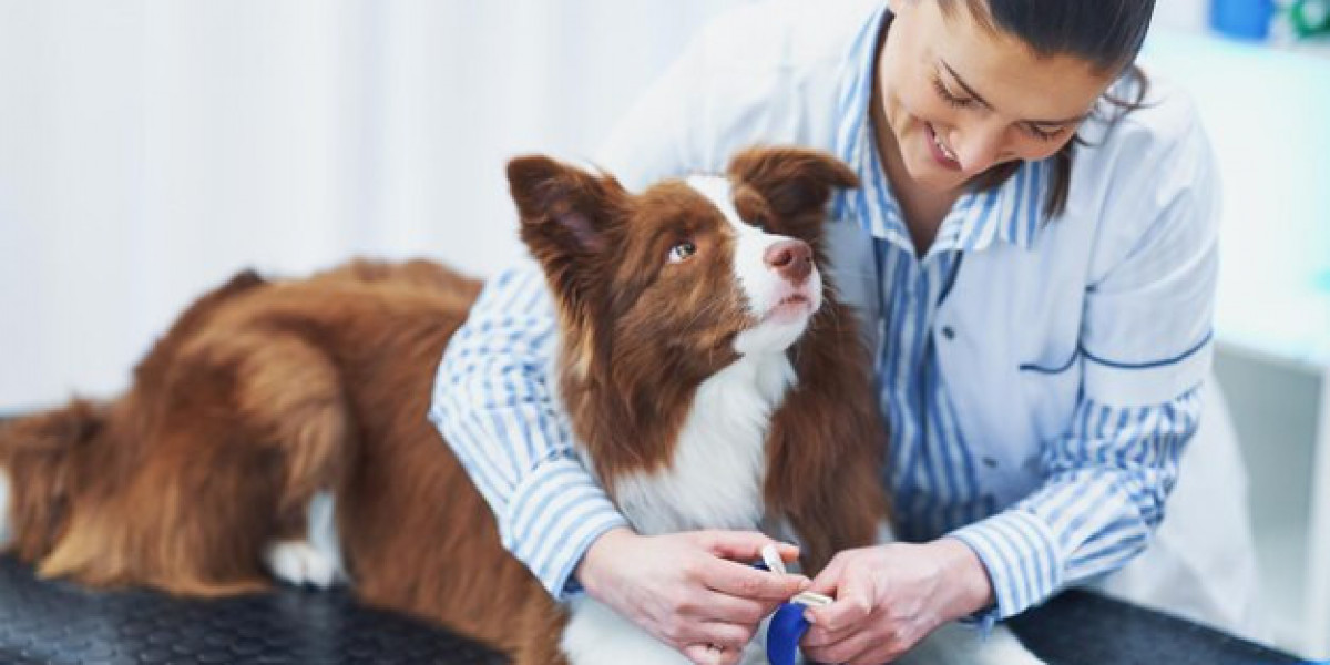 Expert Veterinary Care in Qatar: Ensuring the Best Health for Your Pets