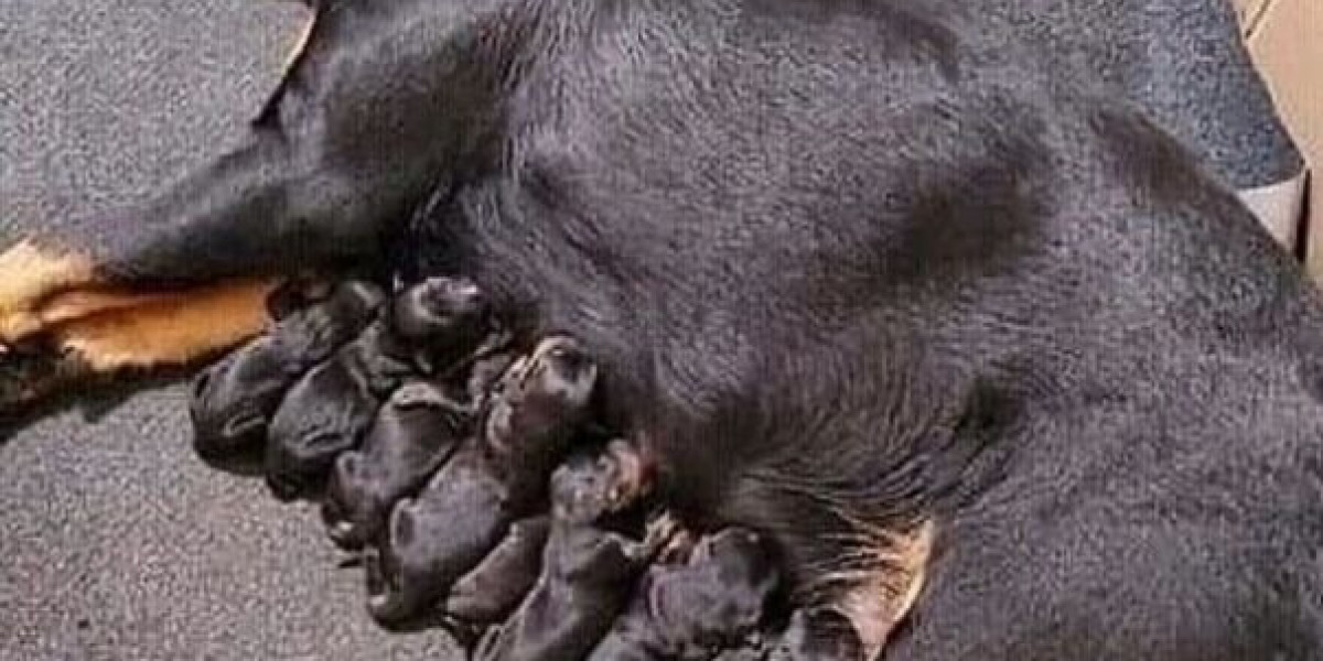 German Rottweiler Puppies – Big and Confident