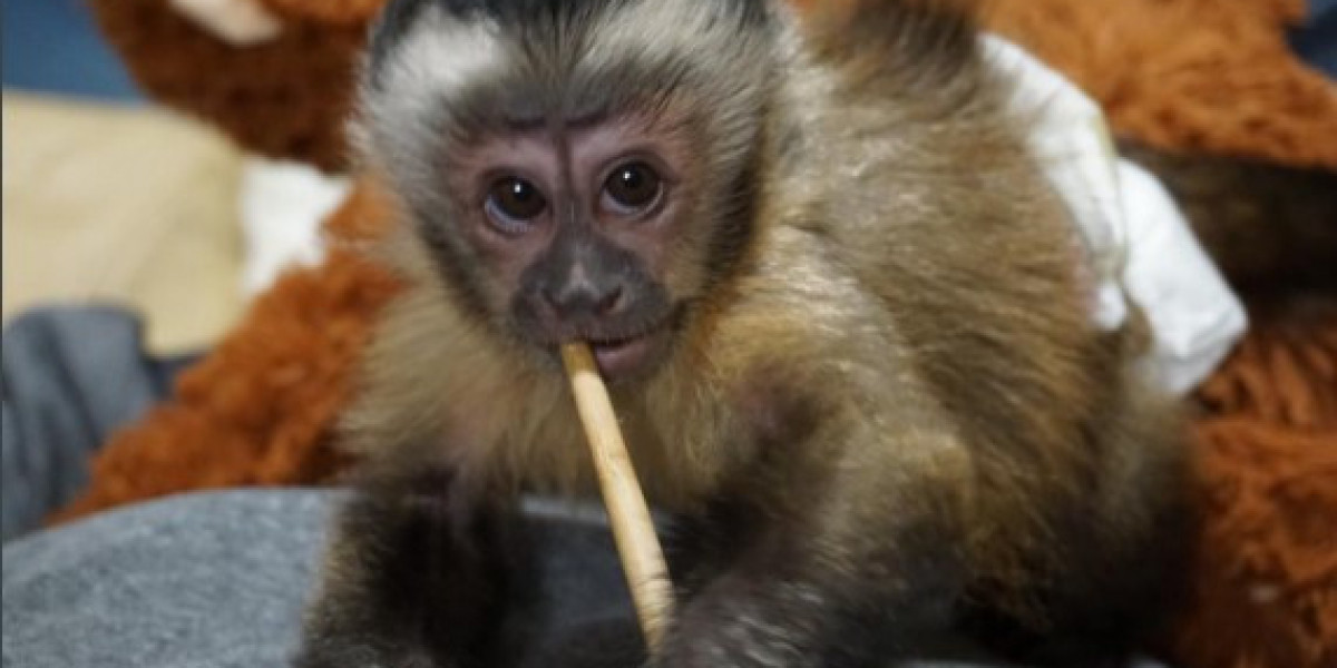 Adorable Capuchin Monkeys for Sale