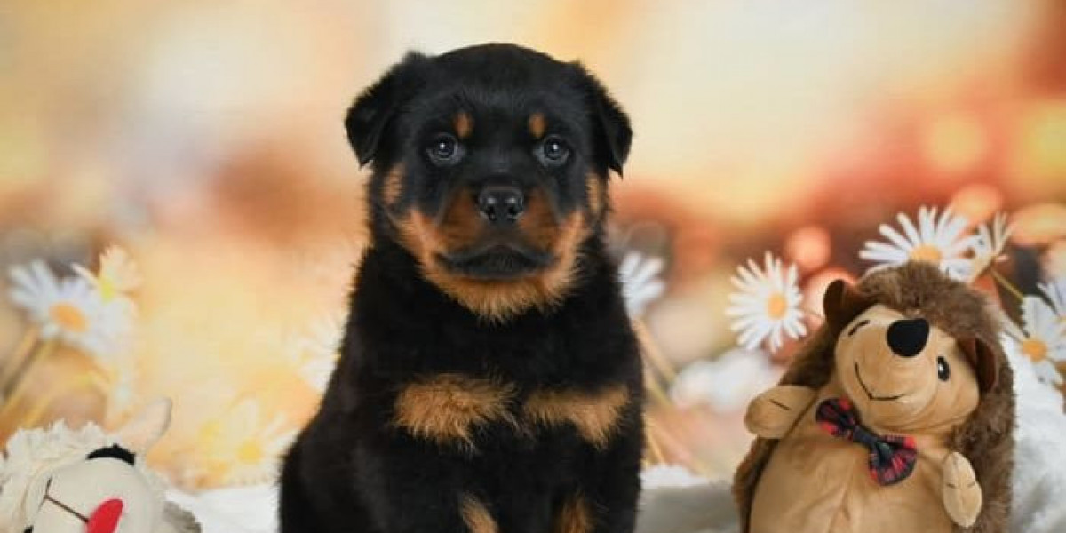 Buy German Rottweilers – Protective and Healthy