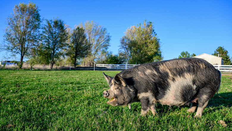 How Long Are Mini Pigs Pregnant? | NYC Newsly