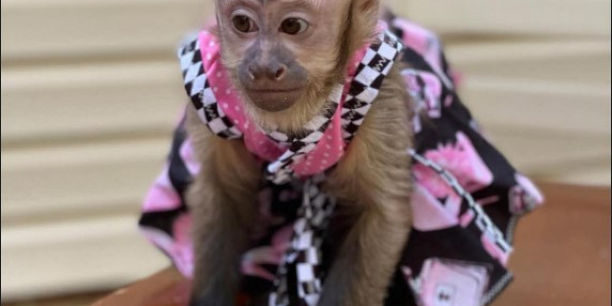 Buy Capuchin Monkeys – Healthy Home-Raised