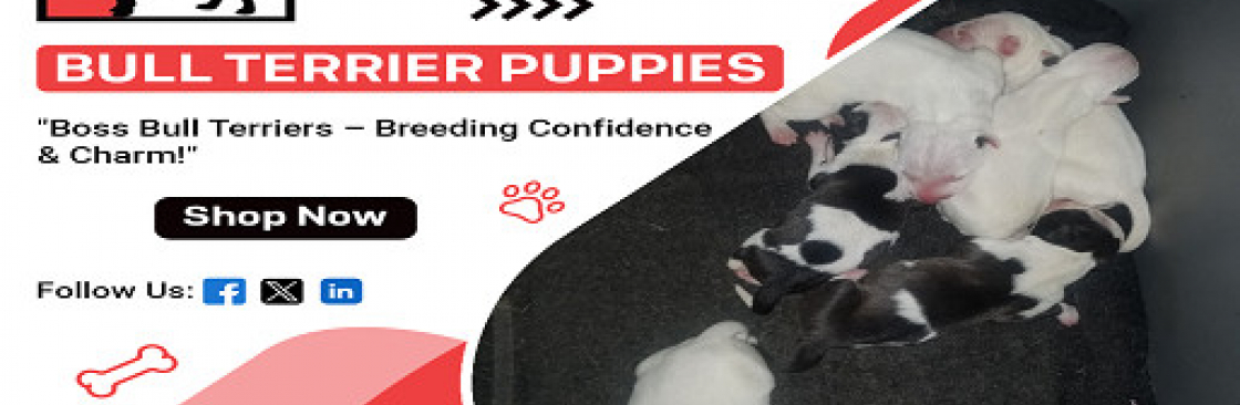 bossbullterriers Cover Image
