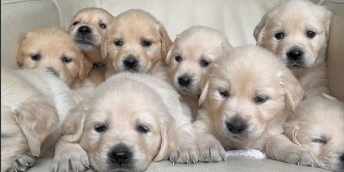 Golden Retriever Pups for Sale – Healthy and Loving