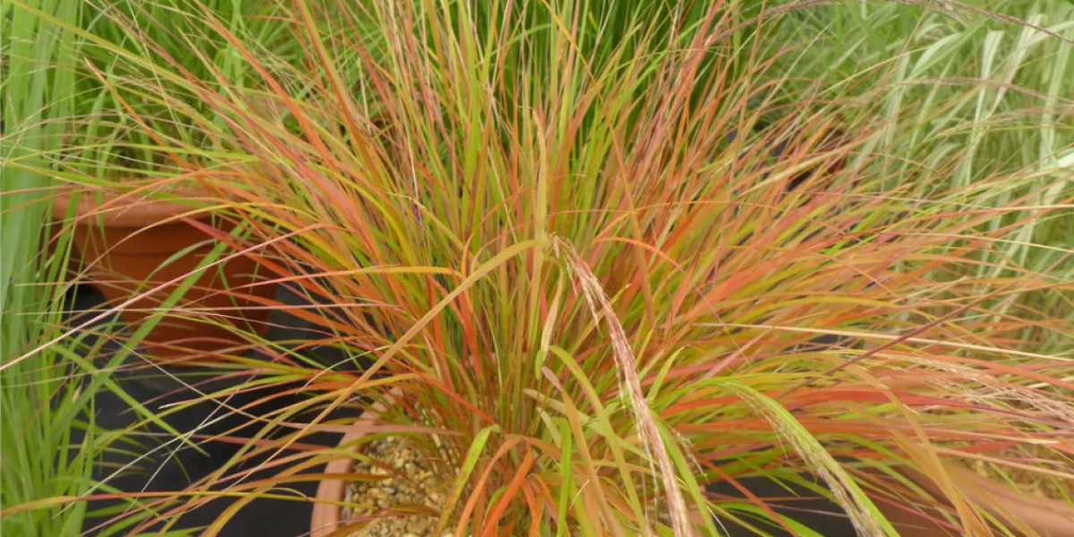 Why Grasses Are the Perfect Low Maintenance Garden Feature