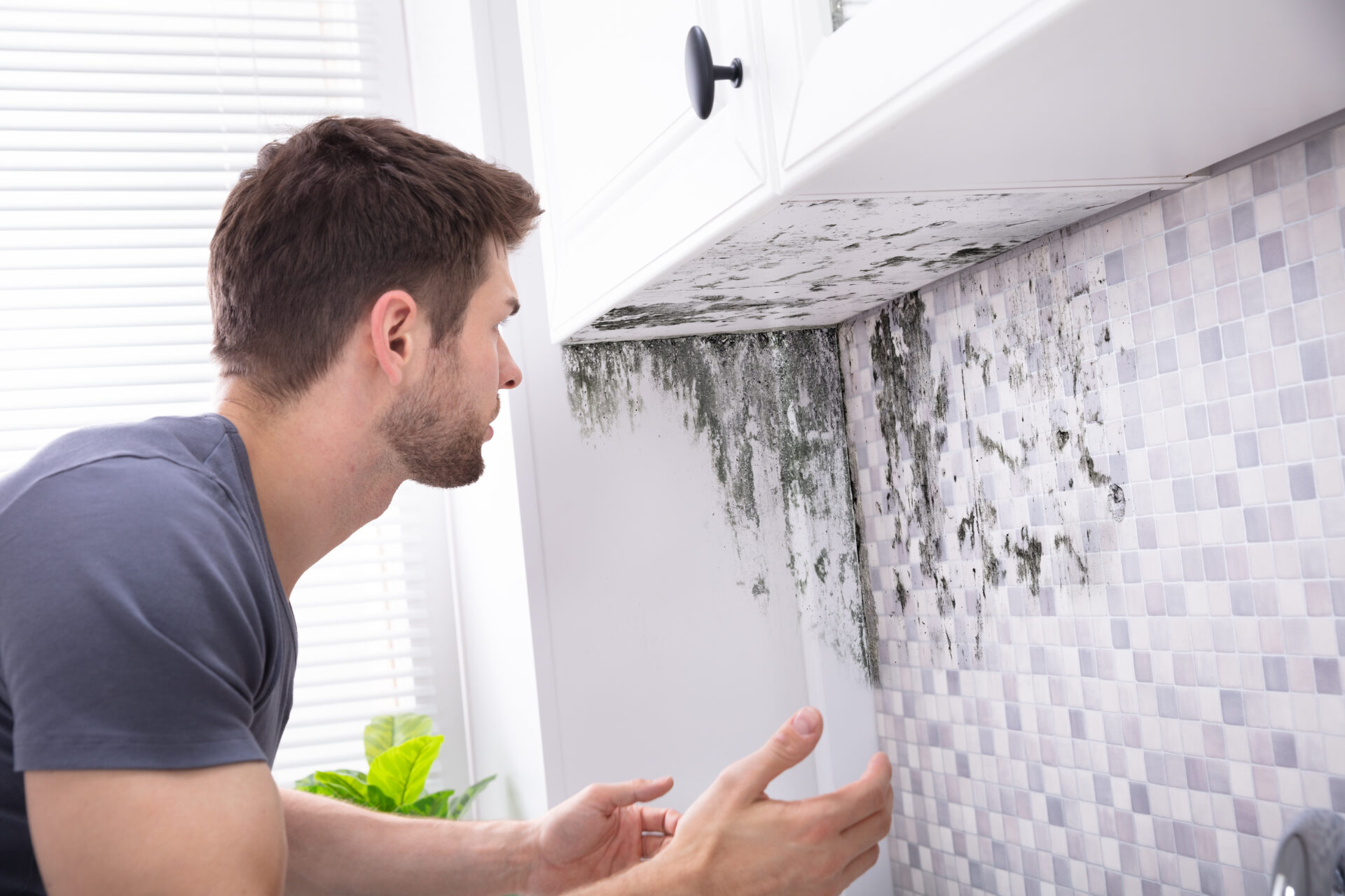 Mould Removal Services Ireland | Total Mould Removal Ireland