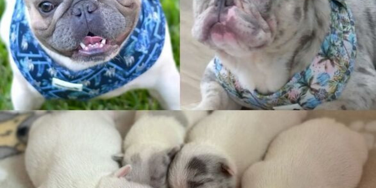 French Bulldog Puppies – Small and Adorable