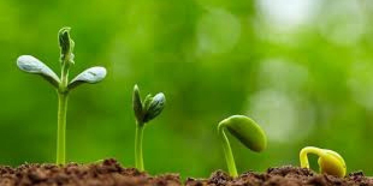 The Role of Gibberellins in Plant Growth and Development: A Comprehensive Guide