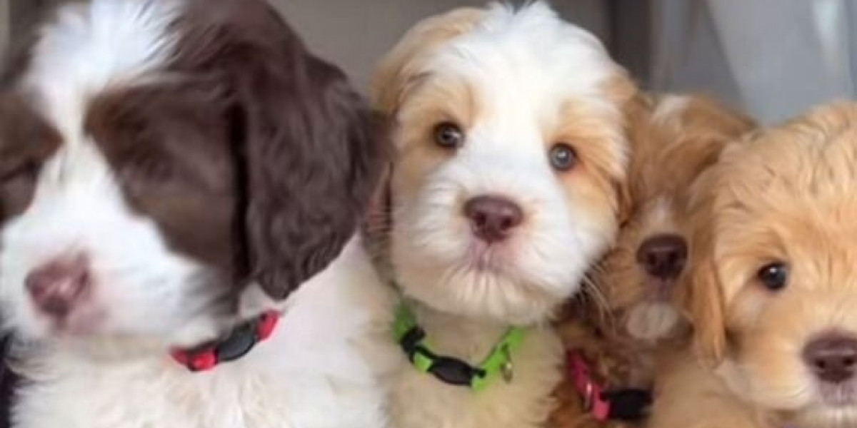 Cute Australian Labradoodles – Ready for New Homes