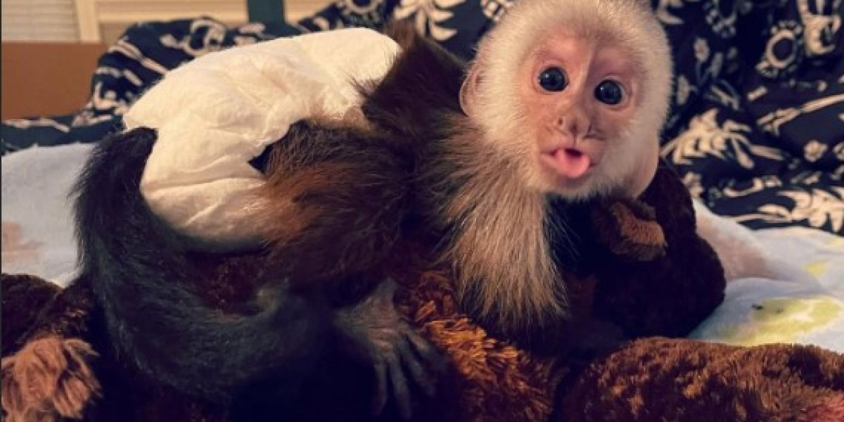 Capuchin Monkeys for Sale – Friendly Well-Trained