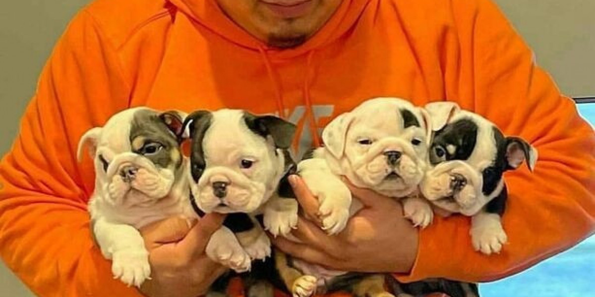 Buy English Bulldogs Friendly and Calm