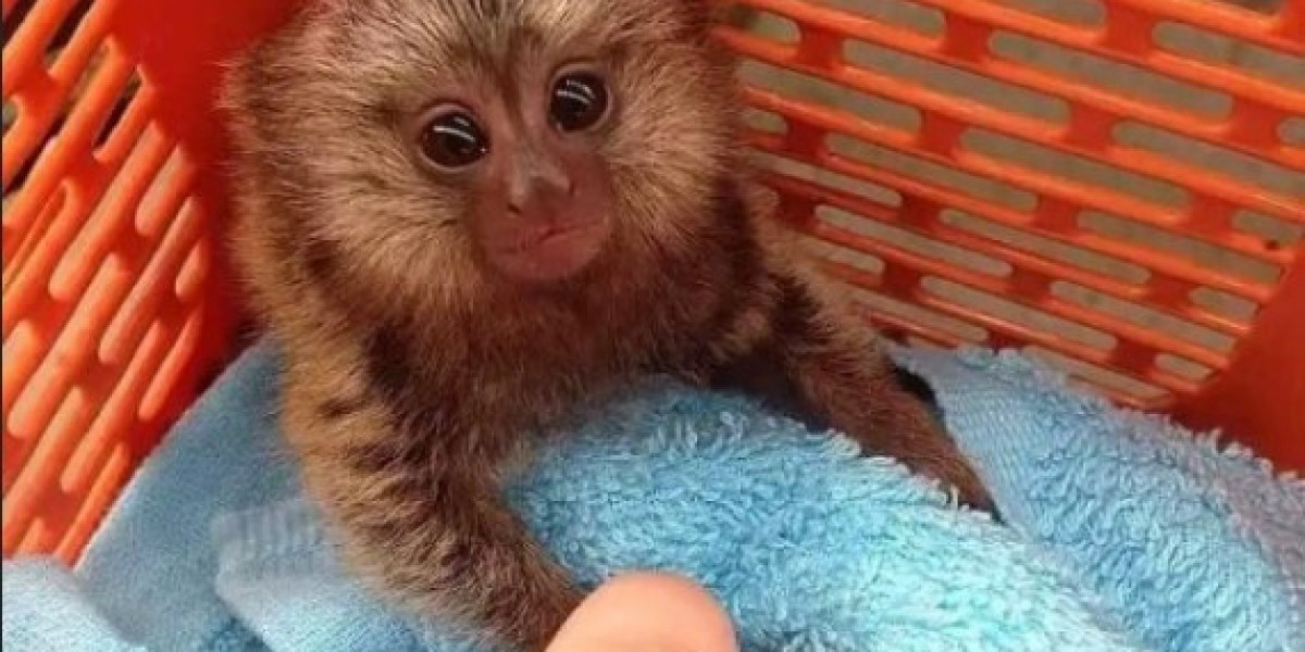 Marmoset Monkeys for Sale – Hand-Raised Playful