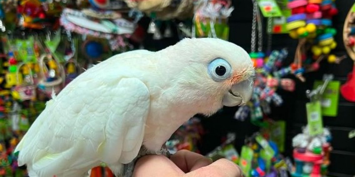 Cockatoo Parrots for Sale – Talking Tame