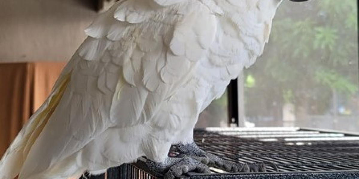 Cockatoo Parrots – Ready for New Homes