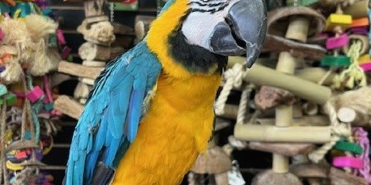 Stunning Macaws for Sale – Blue Gold Beauty